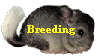 Breeding