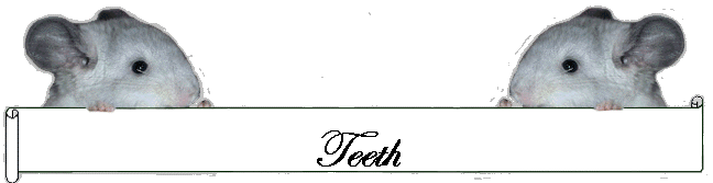 Teeth