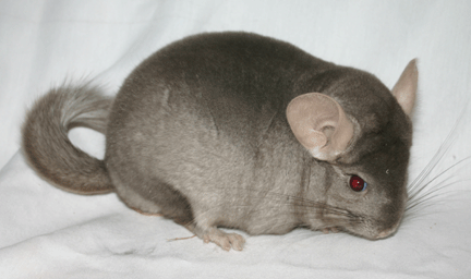 light tan chinchilla